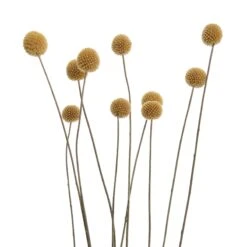 Trockenblumen Craspedia Länge 70cm FLOWER MARKET In Gelb -Butlers butlers trockenblumen craspedia lange 70cm flower market in gelb 3