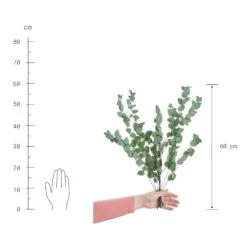 Trockenblumen Eukalyptus Länge 60cm FLOWER MARKET In Dunkelgrün -Butlers butlers trockenblumen eukalyptus lange 60cm flower market in dunkelgrun 2