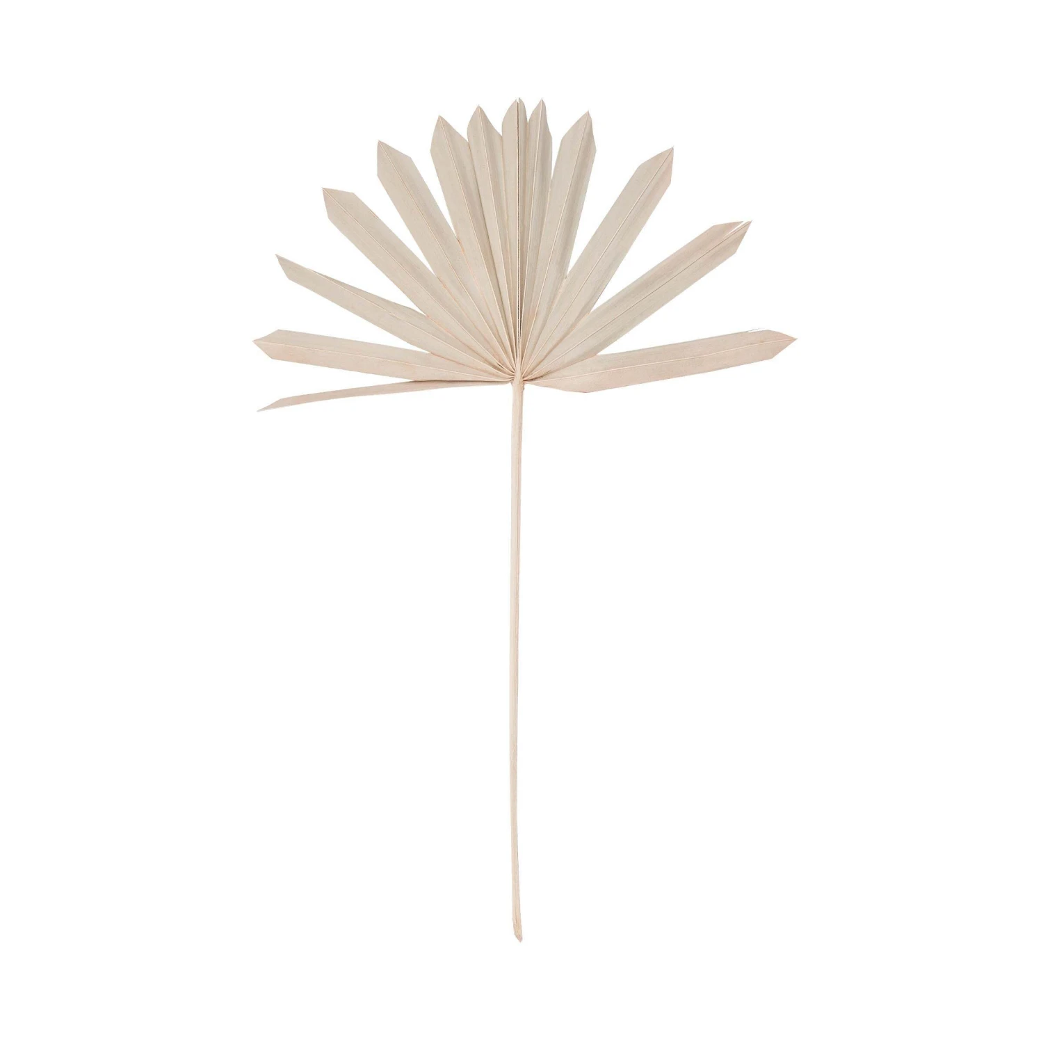 Trockenblumen Palmblatt Länge 60cm FLOWER MARKET In Natur 3 Trockenblumen Palmblatt Länge 60cm FLOWER MARKET In Natur – Bild 3